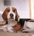 Os beagles são cachorros conhecidos por sua personalidade animada e sociável  Foto: New Africa | Shutterstock / Portal EdiCase