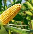 Use o grão de milho para atrair prosperidade -  Foto: Shutterstock / João Bidu