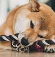 O ambiente residencial precisa ser adaptado para a chegada de novos pets – Shutterstock  Foto: Alto Astral
