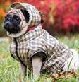 Animais de estimação também precisam de roupas para se aquecer  Foto: PTK | Shutterstock / Portal EdiCase