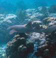 Um tubarão-enfermeira é visto no recife de coral em Belize  Foto: Divulgação