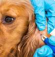 Imagem representativa de um veterinário retirando carrapato de um cachorro  Foto: iStock