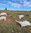 Mais de mil cabeças de gados morrem de frio em MS  Foto: Divulgação/Iagro