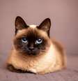 Os gatos não enxergam o mundo igual aos humanos  Foto: bymandesigns | Shutterstock / Portal EdiCase