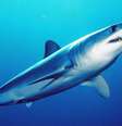 Tubarão anequim ou mako (Isurus oxyrinchus), espécie ameaçada pela pesca de barbatanas  Foto: Mark Conlin, SWFSC Large Pelagics Program / Wikimedia Commons