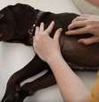 Cães também podem ser infectados com a febre maculosa -  Foto: Shutterstock / Alto Astral