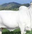 Vaca nelore mais cara do mundo é goiana e custa R$ 21 milhões  Foto: Arquivo Pessoal/Rubens Ferreira