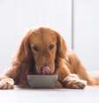  Foto: chendongshan / iStock