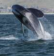 Uma orca pode pesar até nove toneladas. Portanto, ao bater no barco, dependendo do tamanho da embarcação, pode causar sérios danos.  Foto: Mike Baird - Wikimédia Commons / Flipar