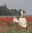 Cisnes ficam atordoados em campos de papoulas  Foto: Reprodução/YouTube/C5N