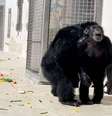  Foto: Save the Chimps / Canaltech