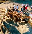 Fóssil gigante de um tiranossauro-rex no Sítio do Carroção, em Tatuí (SP)  Foto: Foto/Divulgação / Bebe.com