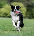 O border collie tem pelagem densa e sedosa  Foto: Aneta Jungerova | Shutterstock / Portal EdiCase