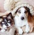Saiba como cuidar corretamente dos pets no inverno -  Foto: Shutterstock / Alto Astral