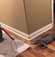 Crocodilo entra em casa nos Estados Unidos  Foto: Divulgação/Iberia Parish Sheriff's Office