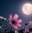 Aproveite os poderes da Lua Cheia -  Foto: Shutterstock / João Bidu