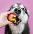 Saiba como servir a maçã ao cachorro corretamente -  Foto: Shutterstock / Alto Astral