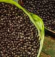 Café de açaí é bom para diabete - Shutterstock  Foto: Sport Life