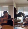 Nikki Kundanmal se desespera com entrada de Falcão no seu apartamento enquanto tocava violão.   Foto: Reprodução / Tiktok