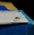 Mosquitos podem ter se tornado transmissores de uma bactéria comedora de carne  Foto: Mithil Girish/Unsplash