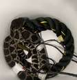 Cobra com uma corda servindo como objeto de controle inanimado  Foto: Chlesea Martin