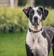 O dogue alemão tem personalidade sociável  Foto: Earl Wilkerson | ShutterStock / Portal EdiCase