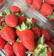 morango, fruta, receita com morango, alimento, saúde do coração_6.jpg  Foto: Shutterstock