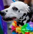 Cachorro na parada gay de Dublin (Irlanda)  Foto: Reuters / BBC News Brasil