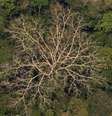Vista aérea da Floresta Amazônica  Foto: EPA / Ansa - Brasil