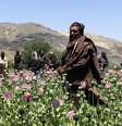 Talebã em meio a plantação de papoula com fundo de montanha  Foto: BBC News Brasil