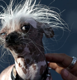 Mesmo não sendo esteticamente atraentes, animais feios nos cativam – por quê?  Foto: Getty Images / BBC News Brasil