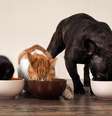 Guardar corretamente a ração garante a qualidade do alimento para os pets  Foto: Irina Kozorog | Shutterstock / Portal EdiCase