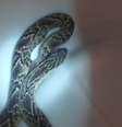 Cobra assusta moradores ao aparecer em piscina no Ceará   Foto: Reprodução