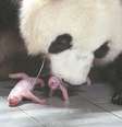 Panda-gigante dá à luz a gêmeos na Coreia do Sul  Foto: Reprodução/China Daily Global