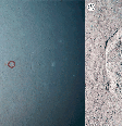  Foto: Golivok et al./Biological Sciences / Canaltech
