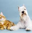 Girar antes de se deitar está relacionado ao instinto e comportamento ancestral dos pets  Foto: Asichka | Shutterstock / Portal EdiCase
