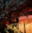 Árvore atinge casa em Chapecó   Foto: Divulgação/Defesa Civil