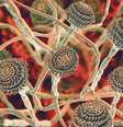 Este fungo, Aspergillus fumigatus, pode causar uma série de distúrbios em pessoas com função imunológica comprometida ou outras doenças pulmonares  Foto: Getty Images / BBC News Brasil