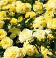 Use as rosas amarelas para conhecer um dinheiro extra -  Foto: Shutterstock / João Bidu