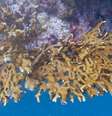 Pesquisa visa avaliar a resistência de corais; na foto, imagem de coral-de-fogo da espécie Millepora alcicornis na costa sul da Bahia  Foto: Herton Escobar/Estadão - 29/07/2016 / Estadão