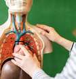 Sistemas do corpo humano são responsáveis por funções essenciais para manutenção da vida  Foto: ABO PHOTOGRAPHY | Shutterstock / Portal EdiCase