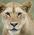 Polícia pediu a pessoas que fiquem dentro de casa e tenham especial cuidado com animais de estimação e gado (foto ilustrativa)  Foto: Getty Images / BBC News Brasil