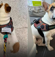 Família consegue liminar na Justiça para viajar com cachorro de suporte emocional em voo  Foto: Reprodução/Redes Sociais 