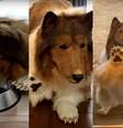 Você já ouviu falar de "Toco"? Este é o nome artístico de um um homem conhecido por ser o "cachorro-humano". Conheça mais sobre essa e outras histórias bizarras.  Foto: Reprodução Youtube / Flipar