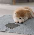 Vários sinais podem indicar problemas urinários nos pets - Shutterstock  Foto: Alto Astral