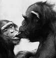 Mãe chimpanzé e seu filho de 4 anos firmam um acordo de desmame  Foto: Frans de Waal/Divulgação / BBC News Brasil