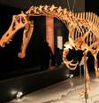 Irritator challengeri foi comprado pelo Museu Estadual de História Natural de Stuttgart  Foto: Kabacchi - Angaturama