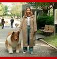 Cachorro  Foto: 