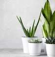 Decore sua casa com essas plantas -  Foto: Shutterstock / João Bidu