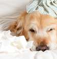 Veja os cuidados para tratar a gripe em cães e gatos -  Foto: Shutterstock / Alto Astral